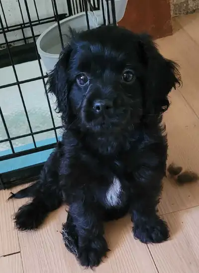 Black Puppy Sale, View more