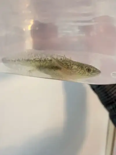 Newborn Axolotls – Glow in the Dark, View more