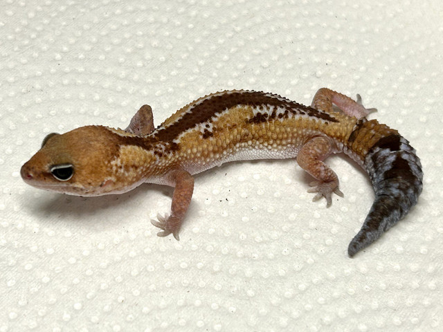 African Fat tailed Geckos in Reptiles & Amphibians for Rehoming in City of Halifax