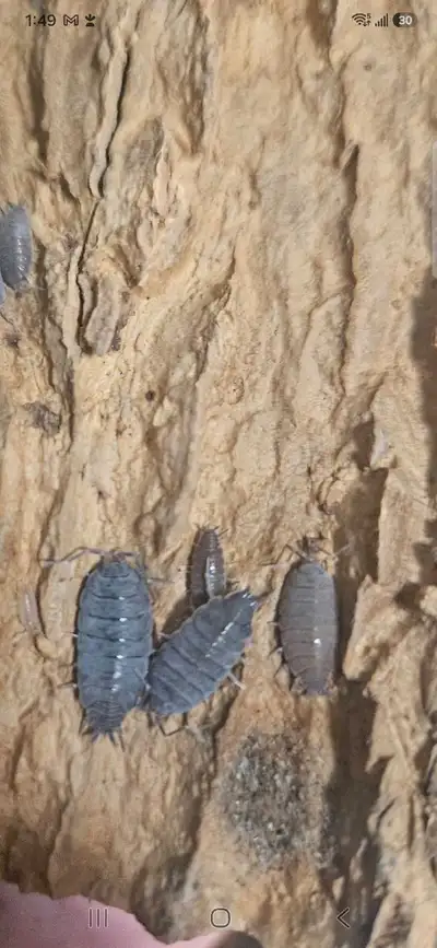 Powder Blue Isopods , View more