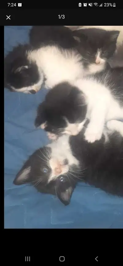 3 pure bred kittens for rehoming, View more