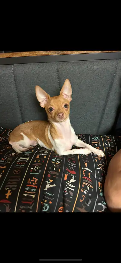 Purebred chihuahua. Male, 4.5 lbs, not neutered. Very happy boy, very energetic. Always in a good mo...