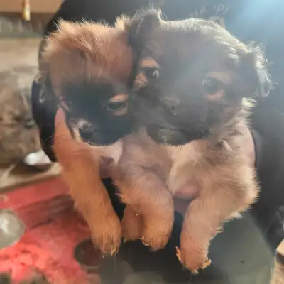 Pom/Shitzu pups, View more