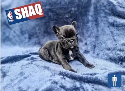 We are thrilled to announce the arrival of our stunning French Bulldog litter born on May 10, 2025!...