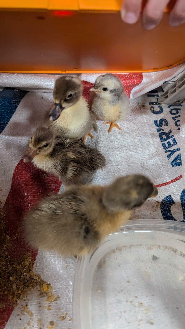 2 ducklings dans Animaux de ferme  à Sherbrooke