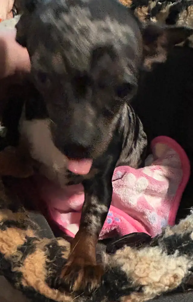 Chihuahua Merle (female) in Dogs & Puppies for Rehoming in Owen Sound - Image 9