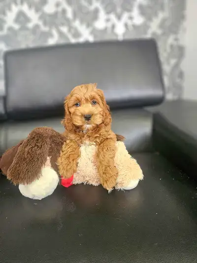 Cockapoo Puppies, View more