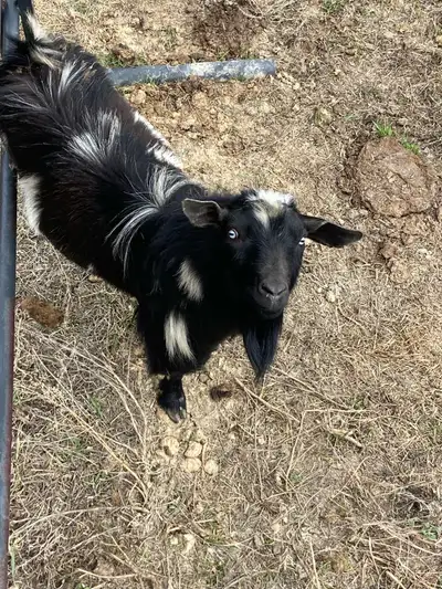 pure bred Nigerian goat herd, View more