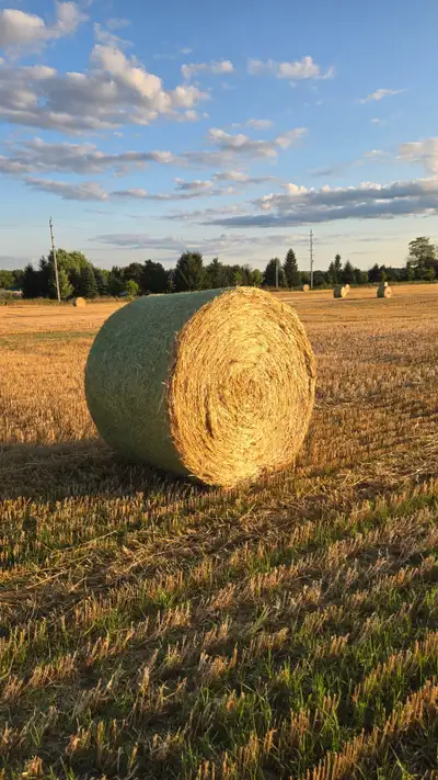 Wheat Straw for Sale, View more