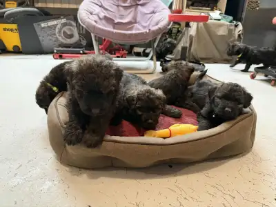 bouvier des Flandres, View more