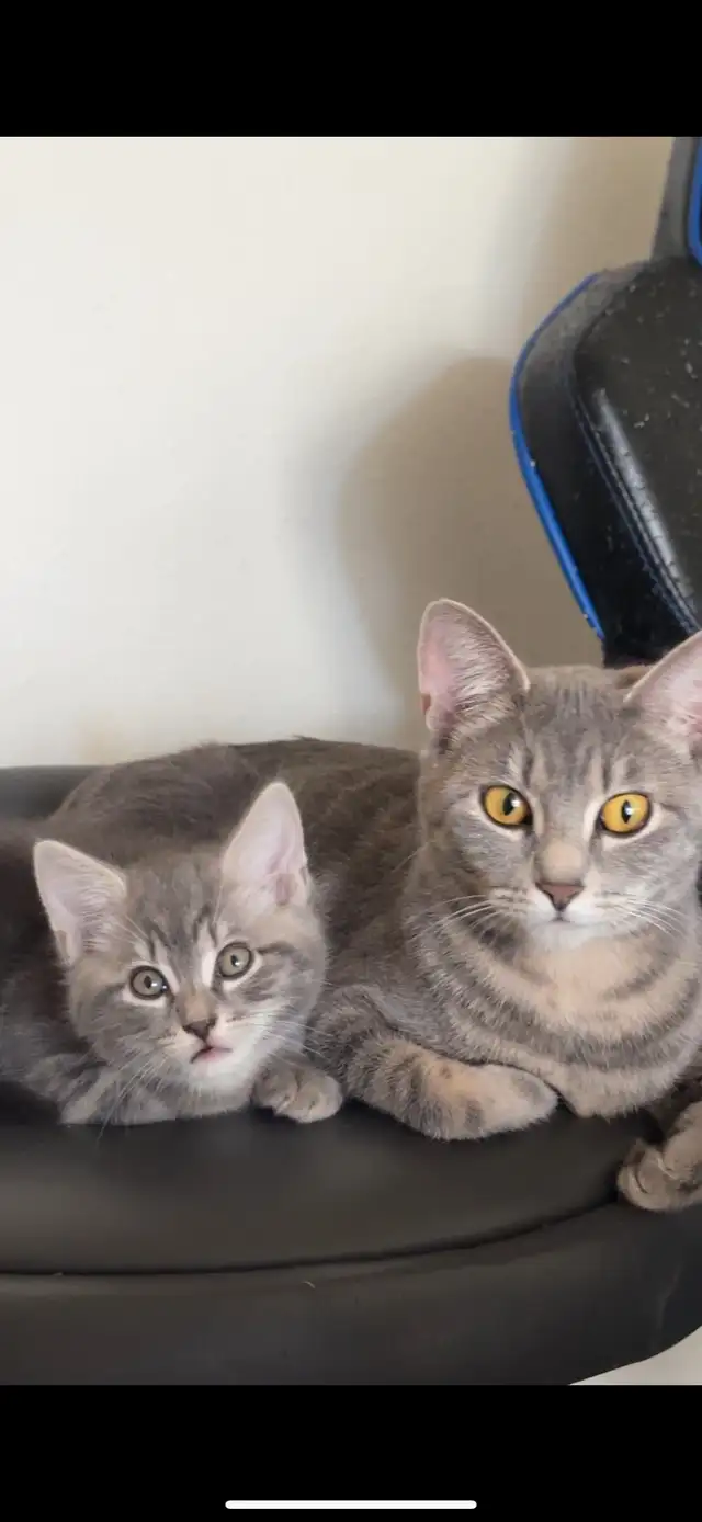 FEB 25 Available Fluffy Russian Blue x Siberian Kitten