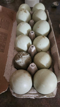 Fertilized runner duck eggs