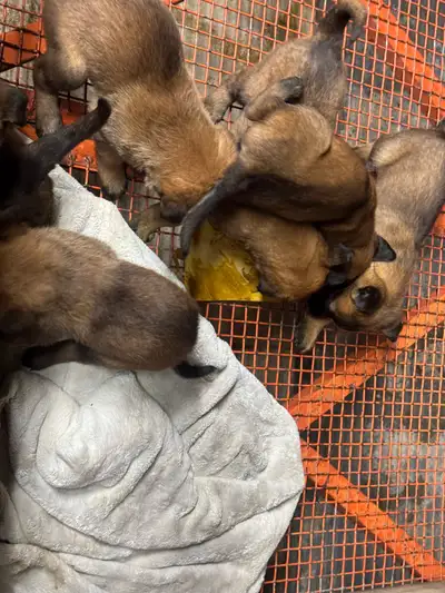 Puppies Rehoming, View more