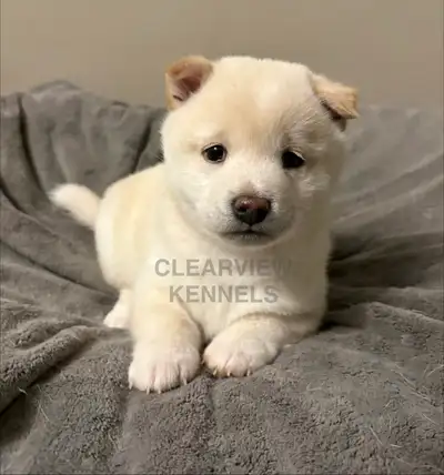 Cream Shiba Inu Puppies (CKC Registered Parents), View more