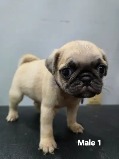 Pure breed pugs puppies, View more