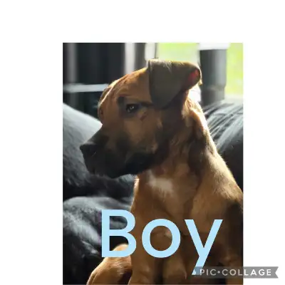 puppies for sale, View more