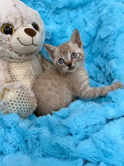 ❤️❤️Snow Bengal Kitten ❤️❤️(647) 362-8118, View more