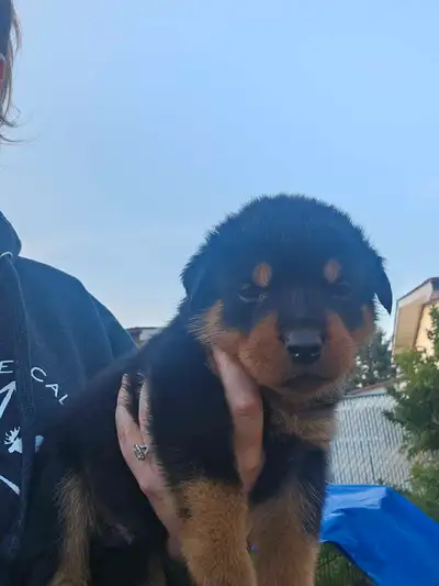 CHIC Rottweilers puppies, View more