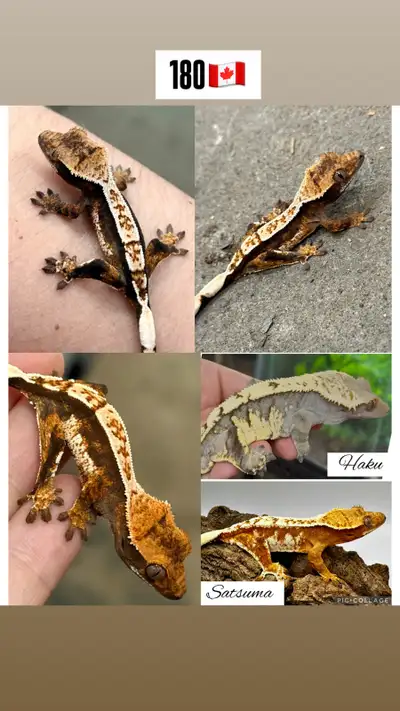plusieurs geckos disponibles , View more