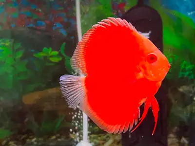All three are approximately 4 inches, active, healthy, and eating very well. Available: * Albino Red...
