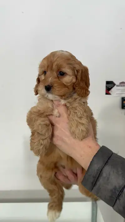 Adorable Cockapoo Puppy Girl – 2 Months Old ❤️, View more