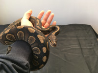 Python royal / Ball python - femelle Chocolate Mojave het Hypo