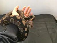 Python royal / Ball python - femelle Chocolate Mojave het Hypo