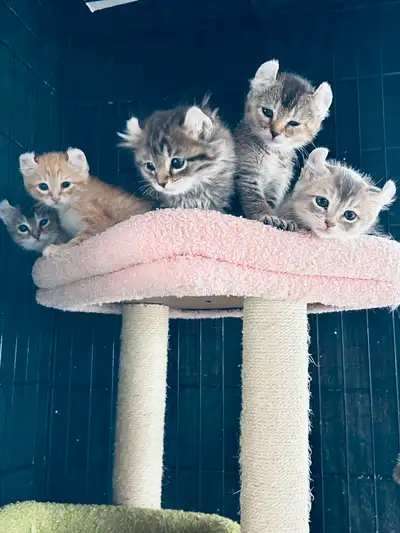 Chaton highland lynx parents sur place certain 3 gêne née 21 février 2025 partiron stériliser vaccin...