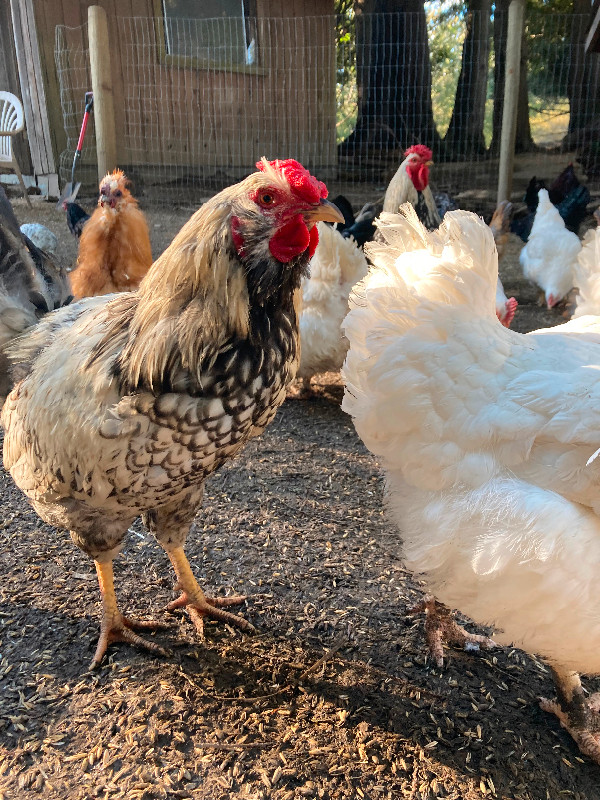 Heritage roosters in Livestock in Abbotsford