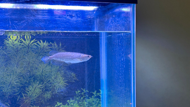 Jardini Arowana in Fish for Rehoming in Red Deer - Image 2
