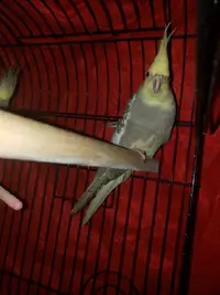 Disabled cockatiel 4 yrs old