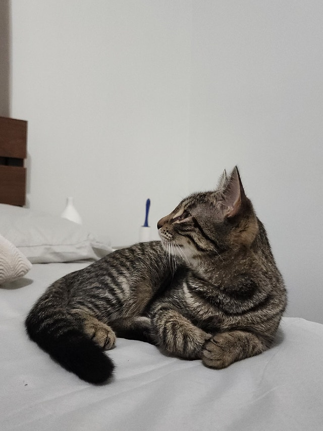 4 Month Old Female Kitten for Adoption Cats & Kittens for Rehoming