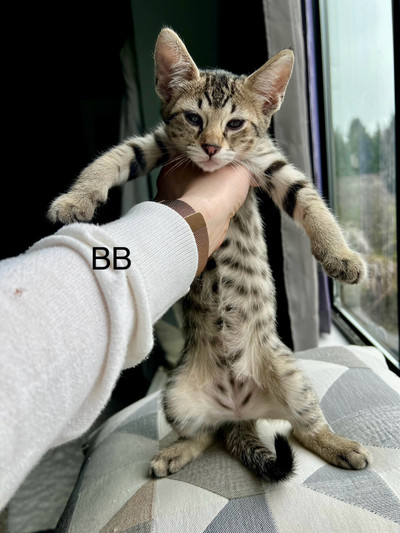 F4 SBT Savannah Kittens - Reduced Price! 