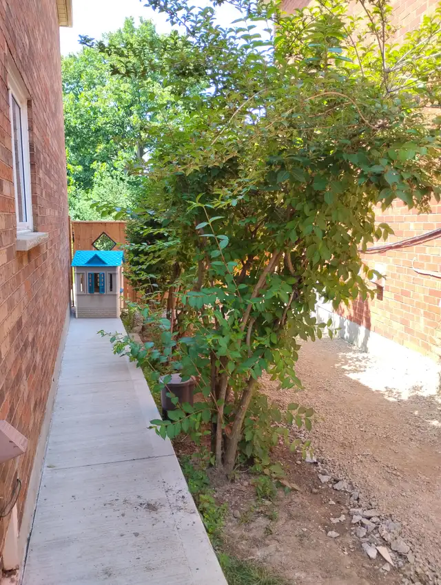 Tree Removal services Branch Trimming # 6475143001 in Lawn, Tree Maintenance & Eavestrough in Mississauga / Peel Region - Image 6