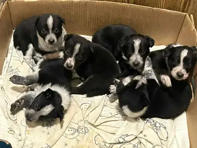 Border collie/Blue heeler pups, View more