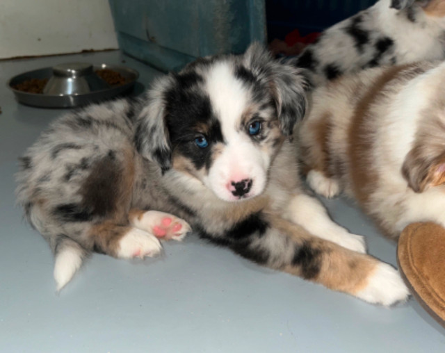Amazing Mini Aussies in Dogs & Puppies for Rehoming in Mission - Image 2