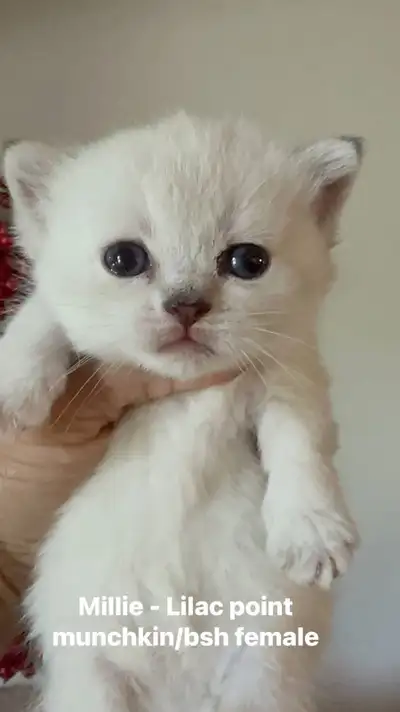 Sale!! Purebred Munchkin and British Shorthair Kittens, View more
