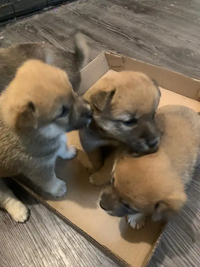 Purebred Shiba Inu  next litter arriving on or around July 15!!! in Dogs & Puppies for Rehoming in Oshawa / Durham Region - Image 2