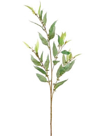 15 Eucalyptus Spray wedding greenery plants - 42" Tall