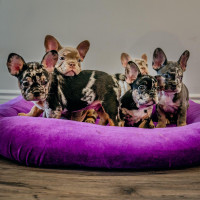 DISCOUNTED - Purebred French Bulldog - Isabella, Merle, Fluffy