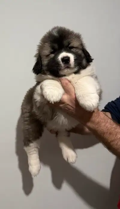Caucasian Ovcharka (Shepherd) puppies born on January 1st, 2025. 1 female remains available for her...