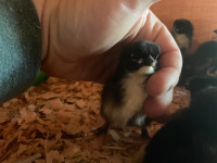 Day Old Copper Marans