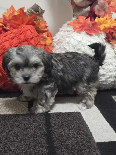 5 Morkie Puppies , View more
