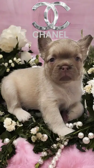top French Bulldog puppies, isabella/merle/fluffy/blue ey, View more