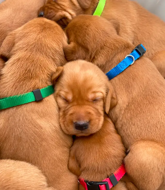 CKC Fox Red Labrador Retrievers (OFA Tested) in Dogs & Puppies for Rehoming in Norfolk County - Image 6