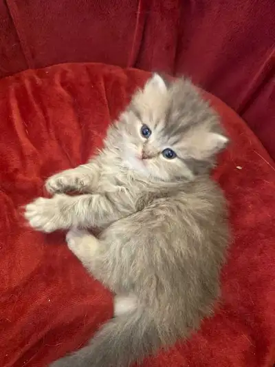 Magnifique chaton Scottish Straight Longhair pure race , View more