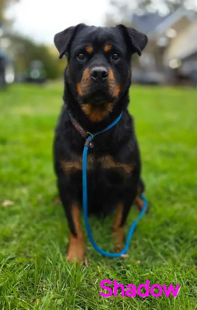 Rottweiler Puppies | Dogs & Puppies for Rehoming | Ottawa | Free local ...