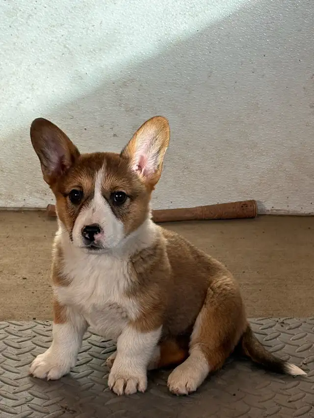 cowboy corgis in Dogs & Puppies for Rehoming in Vernon - Image 6