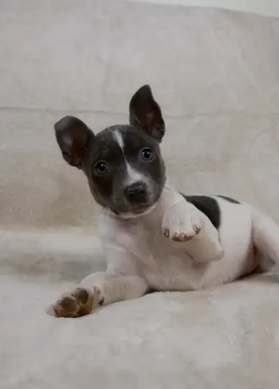 CKC Rat Terrier Puppies, View more