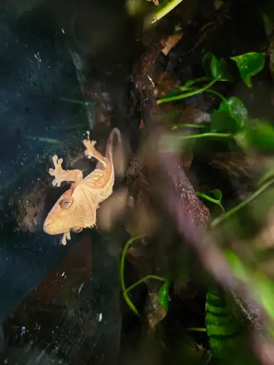  Male Phantom Brown Crested Gecko – Stunning Morph , View more